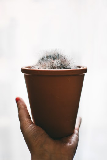 White Plant and Brown Pot