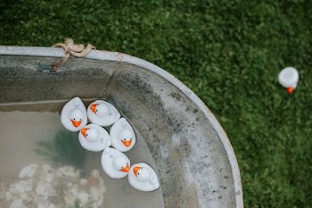 white plastic duck toys on tub and grass