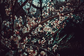White Plum Tree Photo
