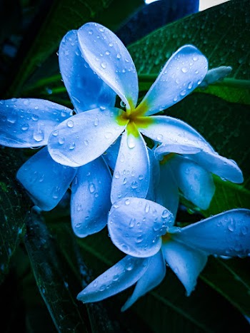 White Plumeria Flower