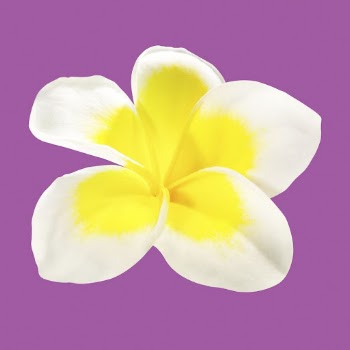 White plumeria, spring flower clipart | Free PSD - rawpixel
