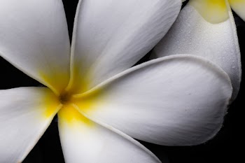 White Plumerian Close-up Photo