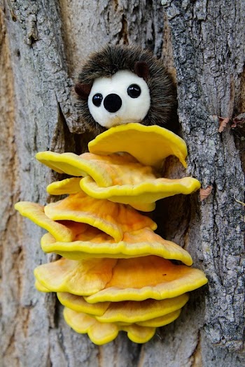 White Plush Toy on Top of Yellow Mushroom