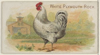 White Plymouth Rock, from the Prize | Free Photo - rawpixel