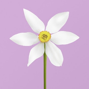 White poet's narcissus, flower clipart | Free Photo - rawpixel