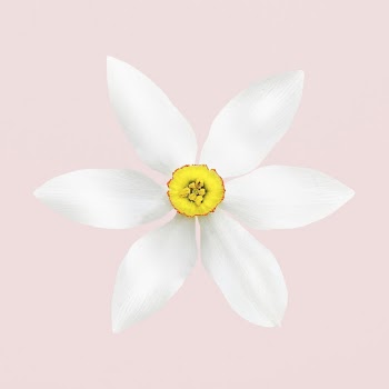 White poet's narcissus, flower collage | Free PSD - rawpixel