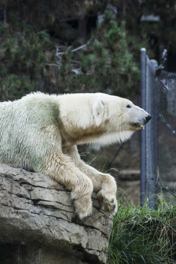White Polar Bear