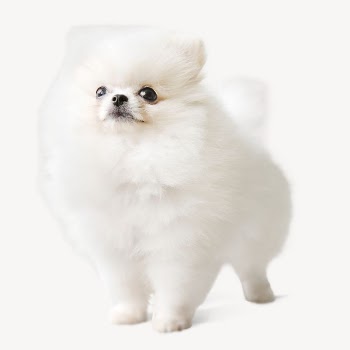 White Pomeranian dog, pet animal | Free PSD - rawpixel
