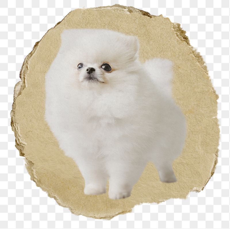 White Pomeranian png dog sticker, | Free PNG - rawpixel