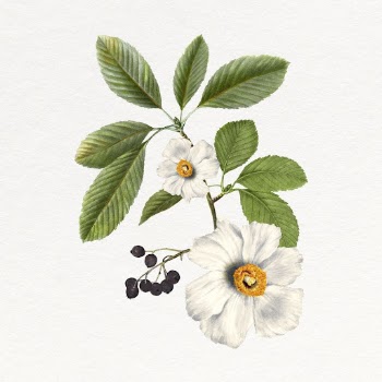 White poppy clipart, vintage flower | Free Photo - rawpixel