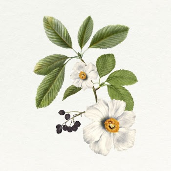 White poppy sticker, vintage flower | Free PSD - rawpixel