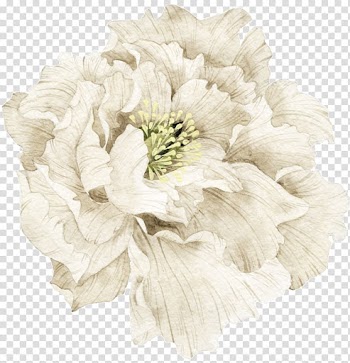 White , Pretty white flowers material, white peony flower illustration transparent background PNG clipart