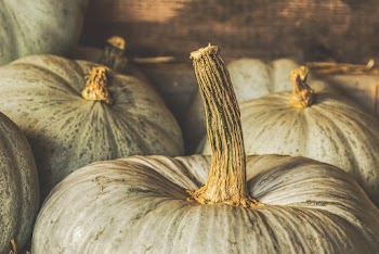 White Pumpkin