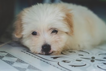 White Puppy