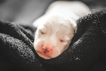 White Puppy