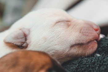 White Puppy Lying on Black Textile