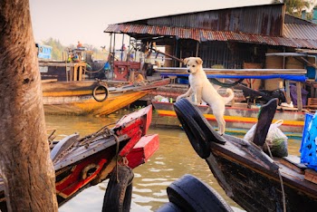 White Puppy on Boat