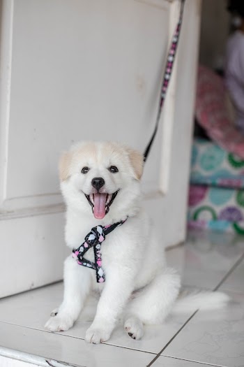 White Puppy Sitting Beside Door