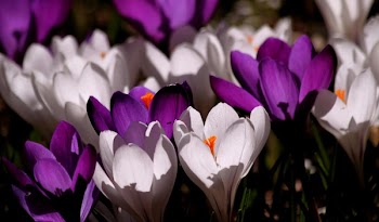 White Purple Crocus Flower during Daytime