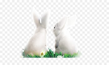 White Rabbit Domestic rabbit Easter Bunny Hare - Snow White Rabbit 