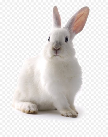 White Rabbit Easter Bunny Cat Lionhead rabbit - rabit 