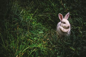 white rabbit on green grass during daytime