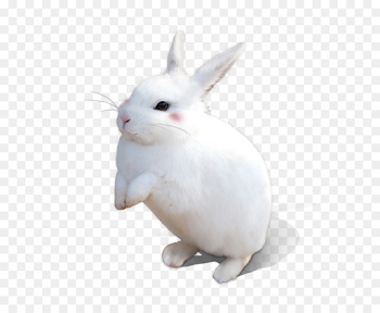 White Rabbit - rabbit png download - 630*730 - Free Transparent ...