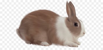 White Rabbit - Rabbit Png Image 