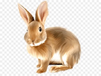 White Rabbit - Rabbit Png Image 