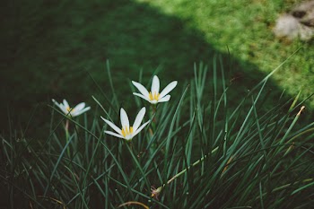 White Rain Lilies at Daytime Close Up Photography
