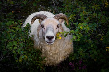 White Ram in Bush