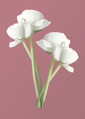 White ranunculus, flower clipart psd | Free PSD - rawpixel