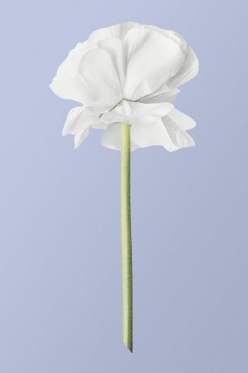 White ranunculus, flower collage element | Free PSD - rawpixel