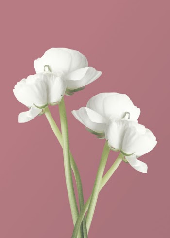 White ranunculus, spring flower clipart | Free Photo - rawpixel