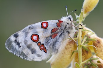 White Red and Black Butterfly on Yellow Flower