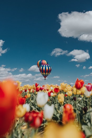 White, Red, and Yellow Tulip Flowers