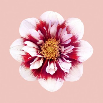 White red collarette dahlia, flower | Free Photo - rawpixel