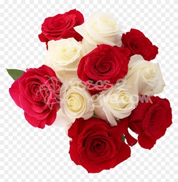 White - Red Combination - White And Red Rose Flowers Images Png
