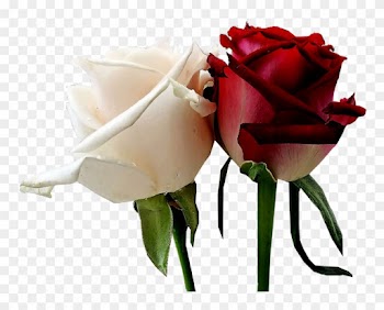 White Red Roses - White And Red Roses
