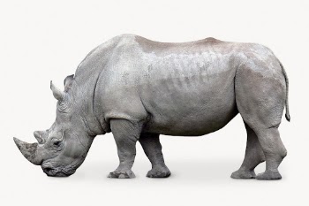 White rhinoceros isolated on white, | Free Photo - rawpixel