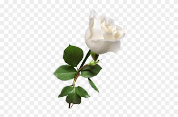 Похожее Изображение - White Rose