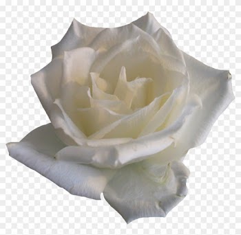White Rose 02 Png By Thy Darkest Hour - Rose