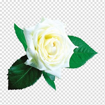 White rose , Beach rose Garden roses Flower Centifolia roses, White roses transparent background PNG clipart