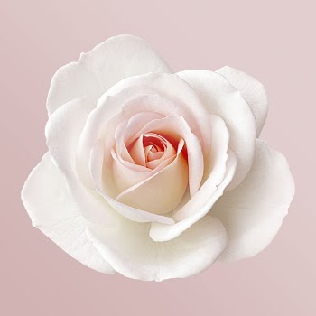 White rose, blooming flower clipart | Free Photo - rawpixel