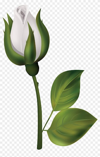 White Rose Bud Png Clipart - White Rose Bud Png