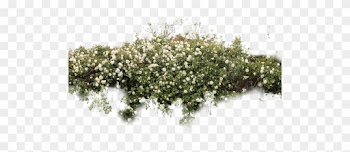 White Rose Bush Png