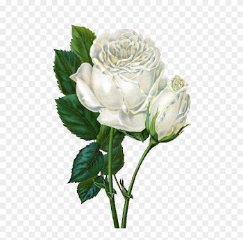 White Rose Clip Art - Rose Flower Animated Gif