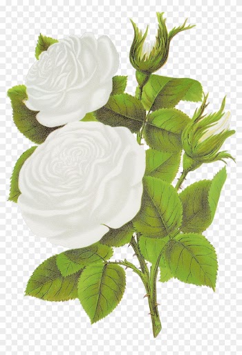White Rose Clipart - Garden Roses