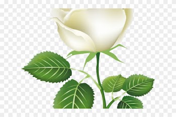 White Rose Clipart Gulab - Painted Rose Buds Png