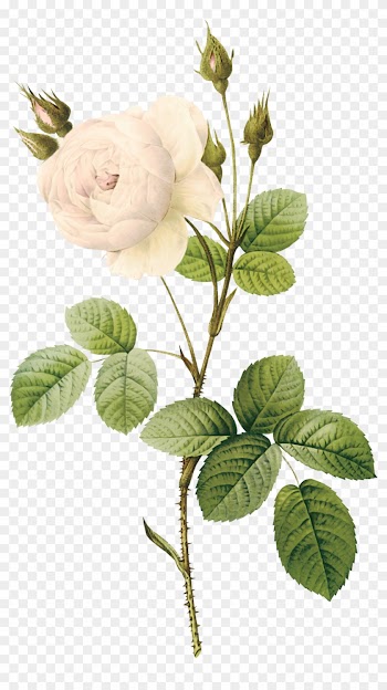 White Rose Clipart Real - Rose Botanical Illustration